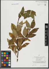 Foto von Salix hastata L.